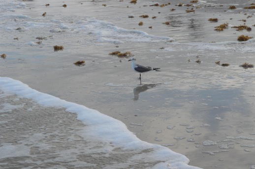 A bird on a beach.