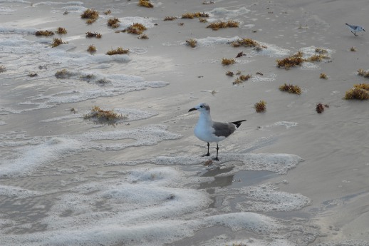 A bird on a beach.