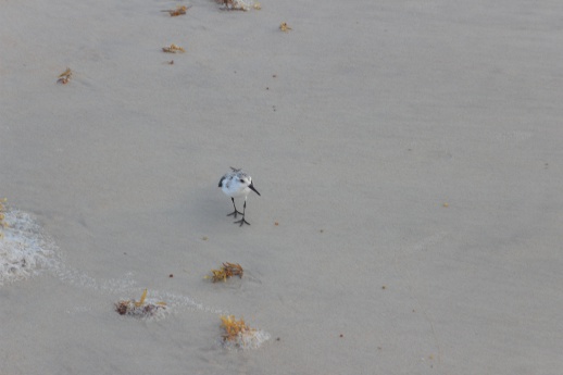 A bird on a beach, coming toward the camera.