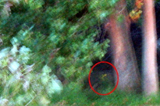 A blurry image of some trees.  A random spot is circled in red.